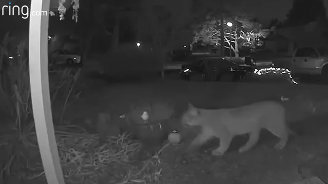 Nocturnal cougar intrusion case